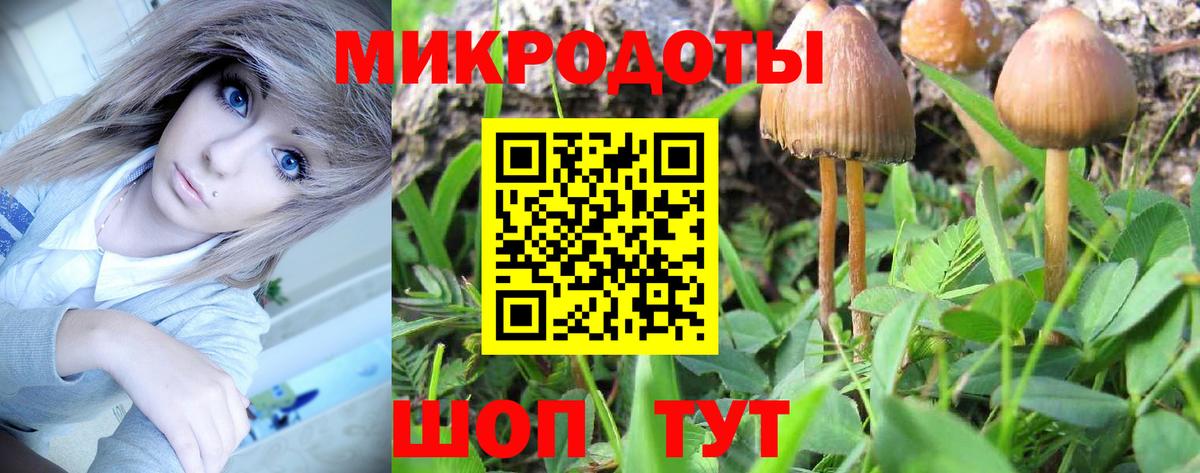 Псилоцибиновые грибы Psilocybe Дагестанские Огни